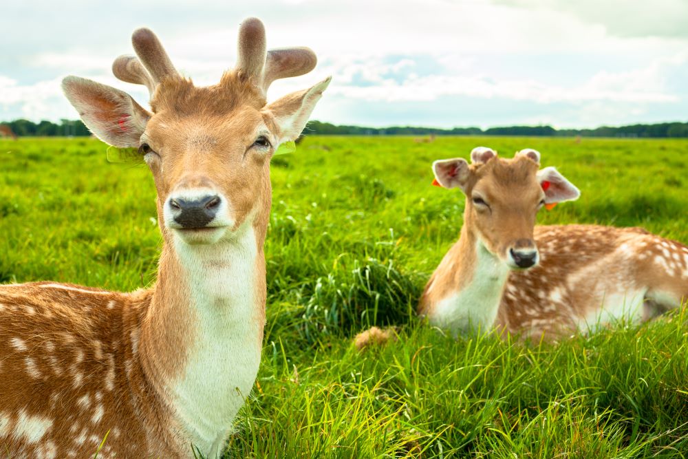 Deers in Phoneix Park image